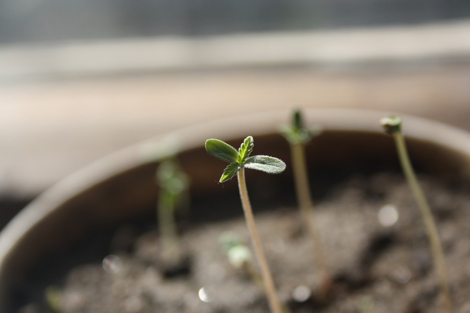 seedling Medical Marijuana